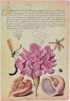 BLOC LISO A6 CLAVEL ROSA PAPERBLANKS